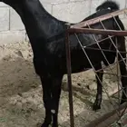 مشروع فحل هجين كلهاري فاخر(تم البيع)