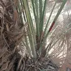 نخيل مثمر