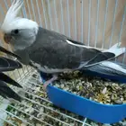 3 فروخ كروان هولندية لمحبي الهدد ( تم البيع )