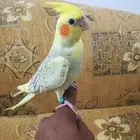 فرخ كروان لاتينو فراشه أليف