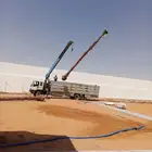 نخل وشنطني