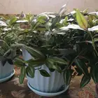 شتلات زيبر