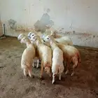 خرفان فل شحم