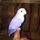 فرخ روز فايلوت اوبلاين
