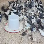 صوص اعمارهم شهر عددهم حول 120