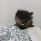 عمره شهر واسبوعين لعوب ومرح