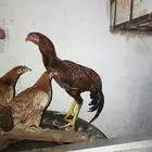ديك للبيع