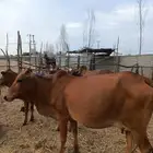 بقر للبيع