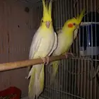 زوج كروان لاتينو صافي باكستاني عيون حمر