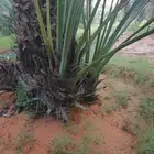 للبيع نخيل