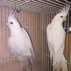 زوج البينو صافي عيون حمر