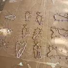 شبك لصيد الصقور