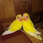 فرخين روز لاتينو عيون حمر