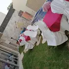 إيجار طولات طعام قزاز وخشب