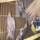 لمحبي طيور الكروانات الفراشات من انتاجي
