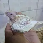 فروخ كروان صور الجوز ليس للبيع السعر 150