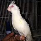 فرخ كروان البينو عيون حمر