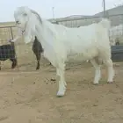 تيس ابيض شامي خصم