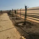 يوجد لدينا جميع انواع أنخيل لبيع والتوصيل إلى