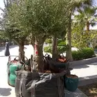 شجر زيتون