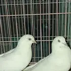 حمام باكستاني