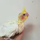 اببغااء كروان لاتينو