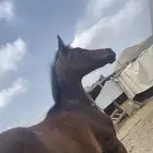 مهر للبيع العمر 5 اشهر الموقع مكه جعرانه الميقات