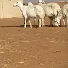 غنم حريات للبيع عددها 5 اسننها سديس وتامه شبب غنم طيبه