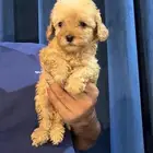 جراوي توي بودل