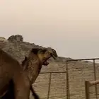 البكره الصفراء الكفو