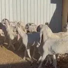 للبيع معزا طيب