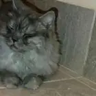 قط للبيع بالرياض مع مستلزماته