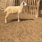 رخله بلدي مع حري ماشاءالله العمر 5 شهور يزيد الصحه شرط