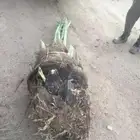 الكهيفيه