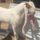 تيس فحل