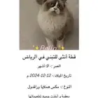 قطة أنثى للتبني