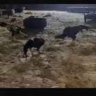 دجاج بكستاني