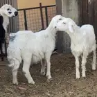 خرفان حريات