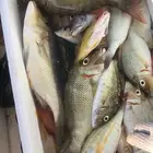 رحلات صيد بحريه