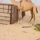 خلفه كفو بنت الربان تحتها بكره للبيع هجن