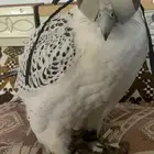 كداد جميع المدن رسايل وركاب