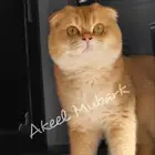 فرصة لاتتكرر سكوتش فولد ny11 أجداد شامبيون للبيع