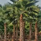 نخل واشنطني