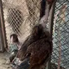 دجاج سندي صنف الصنف