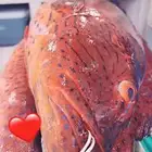 سمك طازج ولذيذ املج وينبع اطلبه ونوصلك في المدينه