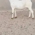تيس بيشي