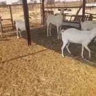 معزا بيشيات