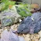 استمارة بيع ماشاء الله تبارك الله..عرض اليوم الوطني ..ت