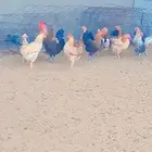 جده الحرازات