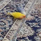 زوج عصافير روز